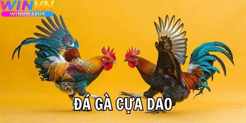 Đá Gà Cựa Dao Winvn Là Gì?