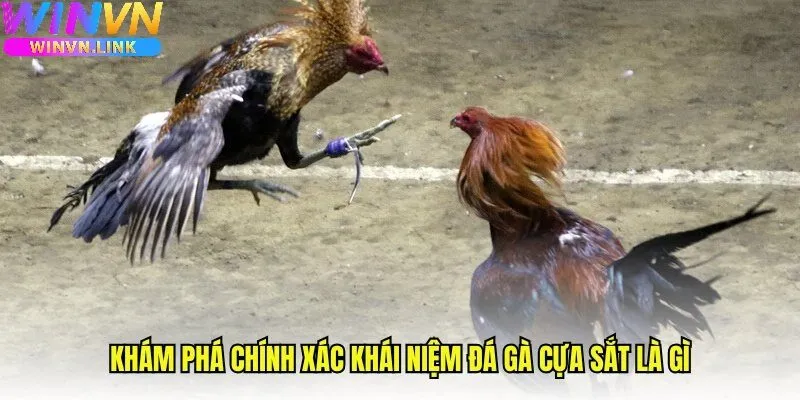 Kinh Nghiệm Theo Dõi Đá Gà Cựa Sắt Winvn