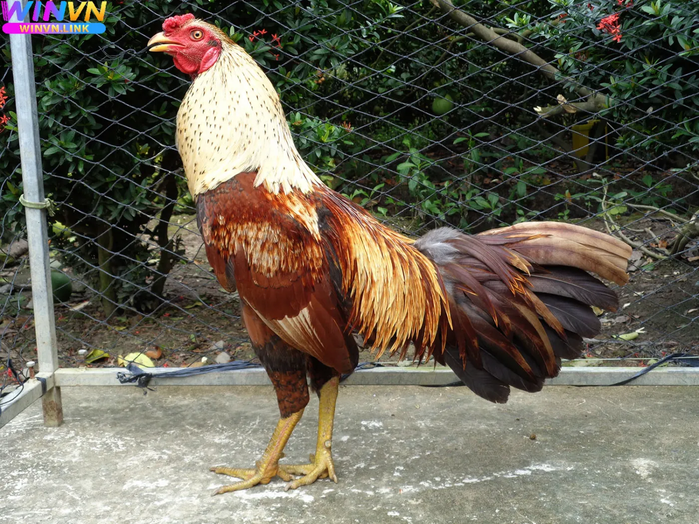 Sức Hút Của Đá Gà Nòi Winvn