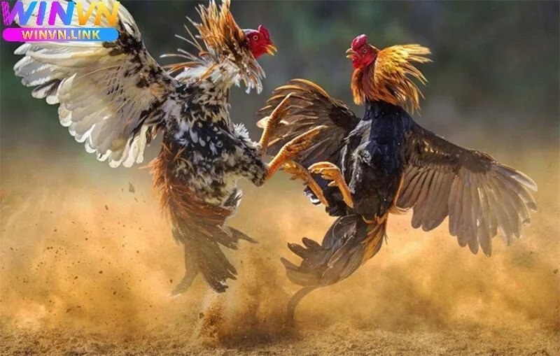 Kinh Nghiệm Theo Dõi Đá Gà Nòi Winvn Trên Winvn