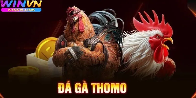 Đá Gà Thomo Winvn Là Gì?