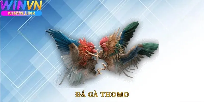 Đá Gà Thomo Winvn nổi lên như một biểu tượng của sự kịch tính, chuyên nghiệp và hấp dẫn. Khi kết hợp cùng nền tảng Winvn