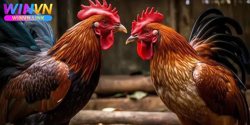 Bảng kèo đá gà Winvn cập nhật liên tục thông số về hai chiến kê