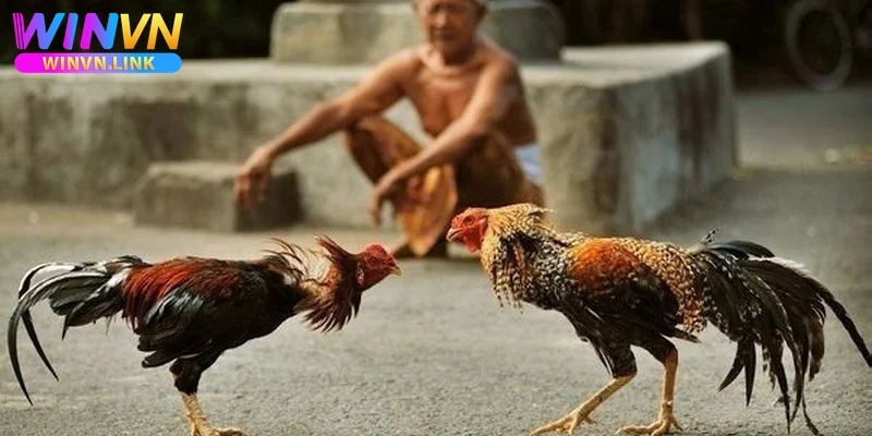 Chiến kê dũng mãnh chuẩn bị ra sân trong trận đấu trực tiếp tại Thomo