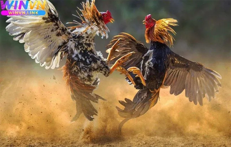 Kinh Nghiệm Theo Dõi Đá Gà Hầu Kiềng Winvn Trên Winvn